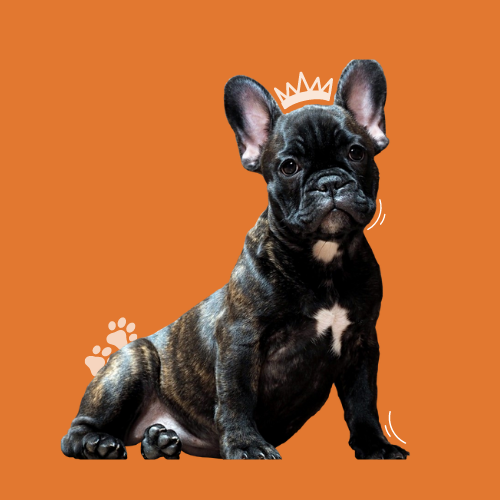 6 Manieren om je hoofd cool te houden wanneer je puppy je gek maakt!